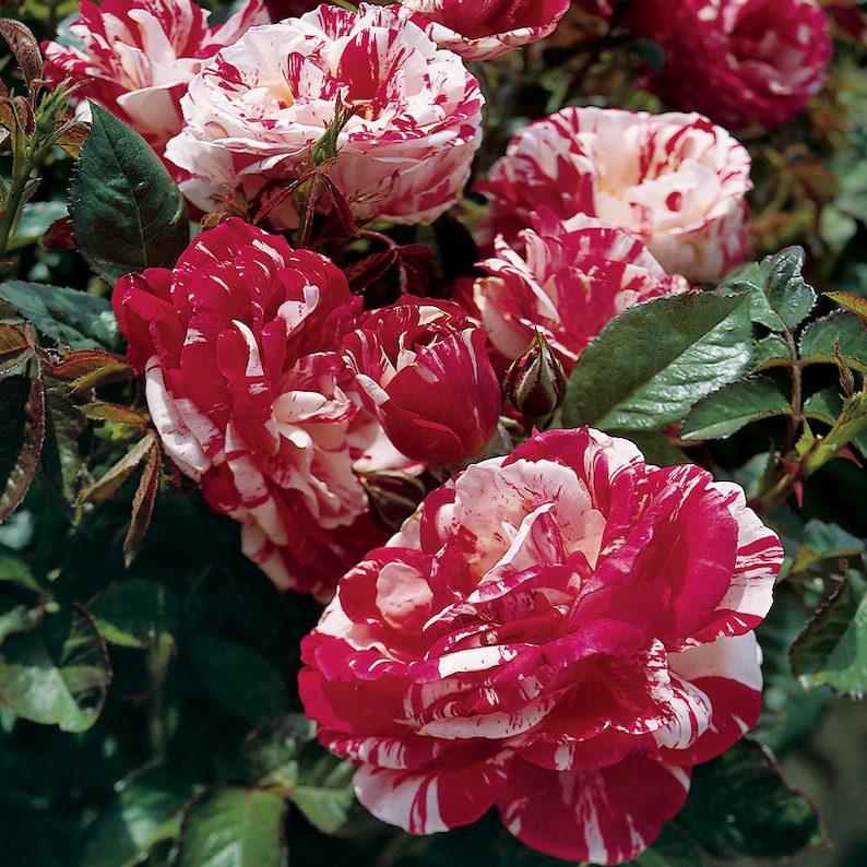 Pink and White Floribunda Rose